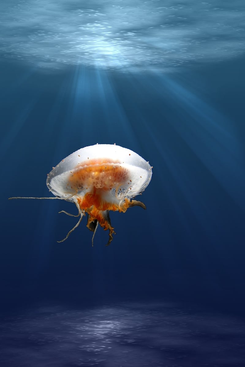 Marine life wonders