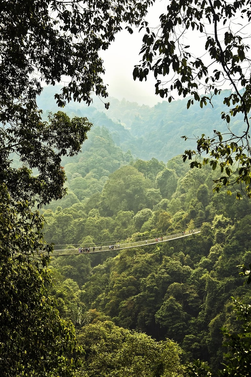 Rainforest adventures
