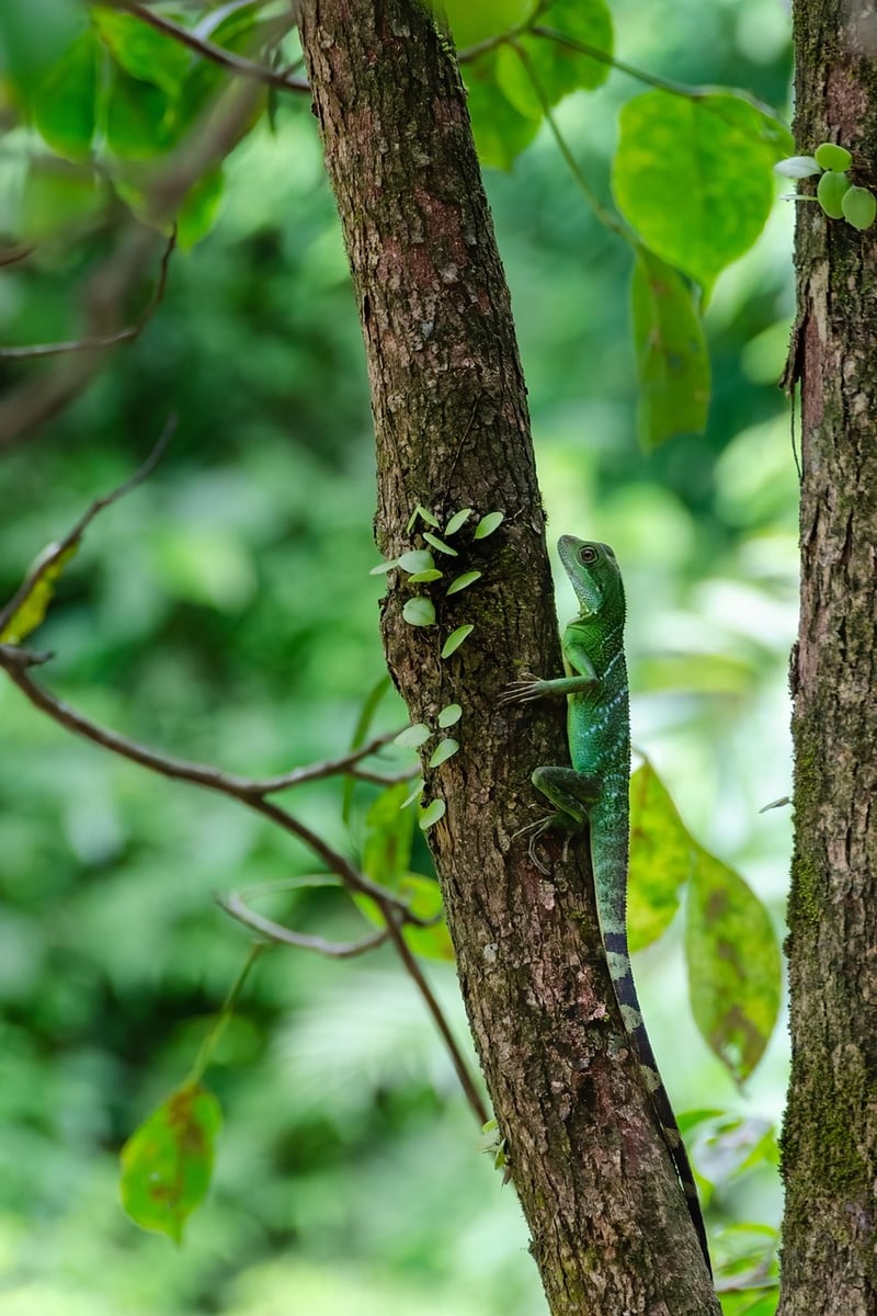 Borneo Rainforest