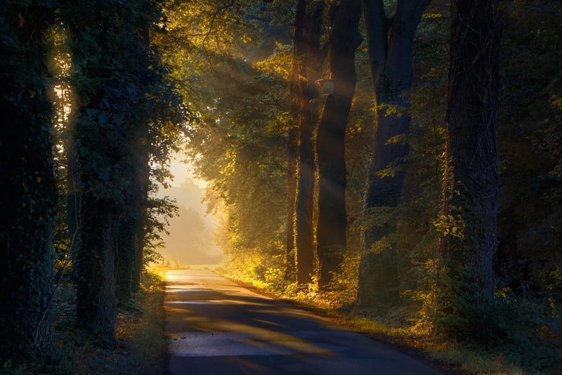 Congo Rainforest