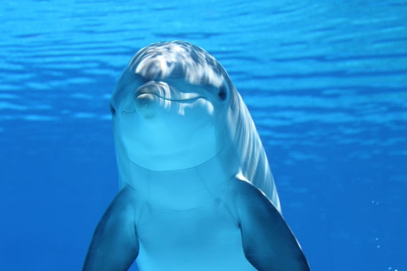 Whale